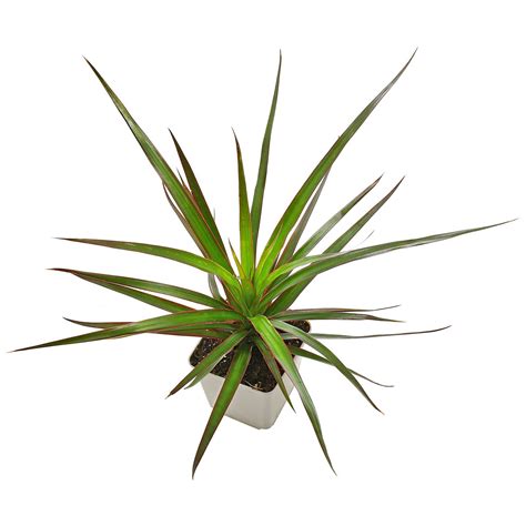 五彩千年木|五彩千年木 Dracaena reflexa var. angustifolia